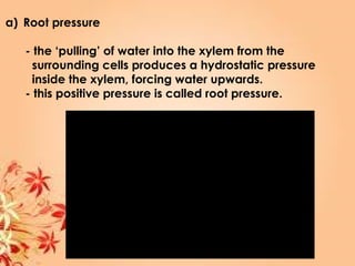 a) Root pressure
- the ‘pulling’ of water into the xylem from the
surrounding cells produces a hydrostatic pressure
inside the xylem, forcing water upwards.
- this positive pressure is called root pressure.
 