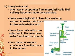 b) Transpiration pull
- when water evaporates from mesophyll cells, their
cell sap becomes more concentrated.
- these mesophyll cells in turn draw water by
osmosis from the cells found
in deeper inside the leaf.
- these inner cells which are
adjacent to the veins draw
water from them by osmosis.
- the column of water is
continuous from the root up
to the leaves
 
