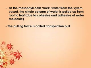 - as the mesophyll cells ‘suck’ water from the xylem
vessel, the whole column of water is pulled up from
root to leaf (due to cohesive and adhesive of water
molecule)
- The pulling force is called transpiration pull
 