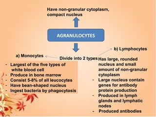 AGRANULOCYTES
Have non-granular cytoplasm,
compact nucleus
Divide into 2 types
a) Monocytes
- Largest of the five types of
white blood cell
- Produce in bone marrow
- Consist 5-8% of all leucocytes
- Have bean-shaped nucleus
- Ingest bacteria by phagocytosis
b) Lymphocytes
- Has large, rounded
nucleus and small
amount of non-granular
cytoplasm
- Large nucleus contain
genes for antibody
protein production
- Produced in lymph
glands and lymphatic
nodes
- Produced antibodies
 