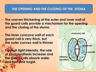 THE OPENING AND THE CLOSING OF THE STOMA
- The uneven thickening of the outer and inner wall of
the guard cells provide a mechanism for the opening
and the closing of the stoma.
- The inner concave wall of each
guard cell is very thick, but
the outer convex wall is thinner
- For high light intensity, the rate
of photosynthesis increase and
the guard cells absorb water
and become turgid.
 