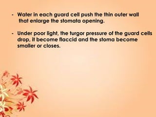 - Water in each guard cell push the thin outer wall
that enlarge the stomata opening.
- Under poor light, the turgor pressure of the guard cells
drop, it become flaccid and the stoma become
smaller or closes.
 