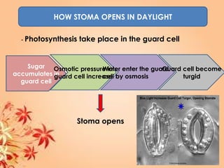 HOW STOMA OPENS IN DAYLIGHT
- Photosynthesis take place in the guard cell
Sugar
accumulates in
guard cell
Osmotic pressure in
guard cell increase
Water enter the guard
cell by osmosis
Guard cell become
turgid
Stoma opens
 