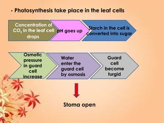 - Photosynthesis take place in the leaf cells
Concentration of
CO2 in the leaf cell
drops
pH goes up
Starch in the cell is
converted into sugar
Stoma open
 