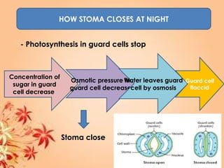 HOW STOMA CLOSES AT NIGHT
- Photosynthesis in guard cells stop
Concentration of
sugar in guard
cell decrease
Osmotic pressure in
guard cell decrease
Water leaves guard
cell by osmosis
Guard cell
flaccid
Stoma close
 