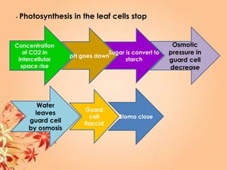 - Photosynthesis in the leaf cells stop
Concentration
of CO2 in
intercellular
space rise
pH goes down
Sugar is convert to
starch
Stoma close
 