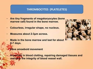 THROMBOCYTES (PLATELETES)
- Are tiny fragments of megakaryocytes (bone
marrow cell) found in the bone marrow.
- Colourless, irregular shape, no nucleus.
- Measures about 2-3µm across.
- Made in the bone marrow and last for about
6-7 days.
- Have amoeboid movement
- Important in blood clotting, repairing damaged tissues and
maintain the integrity of blood vessel wall.
 