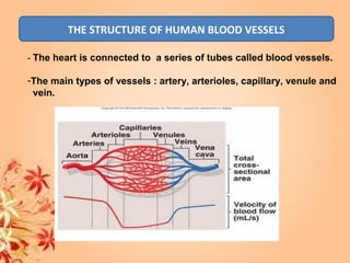 THE STRUCTURE OF HUMAN BLOOD VESSELS
- The heart is connected to a series of tubes called blood vessels.
-The main types of vessels : artery, arterioles, capillary, venule and
vein.
 