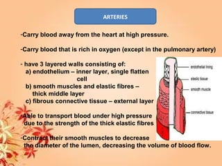 ARTERIES
-Carry blood away from the heart at high pressure.
-Carry blood that is rich in oxygen (except in the pulmonary artery)
- have 3 layered walls consisting of:
a) endothelium – inner layer, single flatten
cell
b) smooth muscles and elastic fibres –
thick middle layer
c) fibrous connective tissue – external layer
-Able to transport blood under high pressure
due to the strength of the thick elastic fibres
-Contract their smooth muscles to decrease
the diameter of the lumen, decreasing the volume of blood flow.
 