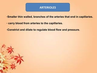 ARTERIOLES
-Smaller thin walled, branches of the arteries that end in capillaries.
- carry blood from arteries to the capillaries.
-Constrict and dilate to regulate blood flow and pressure.
 