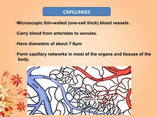 CAPILLARIES
-Microscopic thin-walled (one-cell thick) blood vessels.
-Carry blood from arterioles to venules.
-Have diameters of about 7-9μm
-Form capillary networks in most of the organs and tissues of the
body.
 