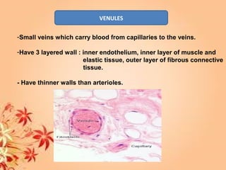 VENULES
-Small veins which carry blood from capillaries to the veins.
-Have 3 layered wall : inner endothelium, inner layer of muscle and
elastic tissue, outer layer of fibrous connective
tissue.
- Have thinner walls than arterioles.
 