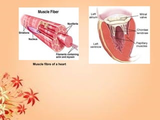 Muscle fibre of a heart
 