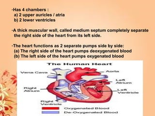 -Has 4 chambers :
a) 2 upper auricles / atria
b) 2 lower ventricles
-A thick muscular wall, called medium septum completely separate
the right side of the heart from its left side.
-The heart functions as 2 separate pumps side by side:
(a) The right side of the heart pumps deoxygenated blood
(b) The left side of the heart pumps oxygenated blood
 