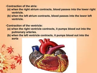 -Contraction of the atria:
(a) when the right atrium contracts, blood passes into the lower right
ventricle.
(b) when the left atrium contracts, blood passes into the lower left
ventricle.
-Contraction of the ventricle:
(a) when the right ventricle contracts, it pumps blood out into the
pulmonary arteries.
(b) when the left ventricle contracts, it pumps blood out into the
aorta
 