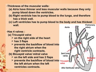 -Thickness of the muscular walls:
(a) Atria have thinner and less muscular walls because they only
pump blood down the ventricles.
(b) Right ventricle has to pump blood to the lungs, and therefore
has a thick wall.
(c) Left ventricles has to pump blood to the body and has thickest
wall.
-Has 4 valves :
(a) Tricuspid valve
 on the right side of the heart
 has 3 flaps
 prevents the backflow of blood into
the right atrium when the
right ventricle contracts.
(b) Bicuspid valve/ mitral valve
 on the left side and has 2 flaps
 prevents the backflow of blood into
the left atrium when the left
ventricles contracts.
Tricuspid
valve
Bicuspid
valve
Aorta
Pulmonary
artery
 