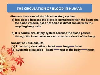 THE CIRCULATION OF BLOOD IN HUMAN
-Humans have closed, double circulatory system:
a) It is closed because the blood is contained within the heart and
the blood vessels, does not come in direct contact with the
respiring body cells.
b) It is double circulatory system because the blood passes
through the heart twice for each complete circuit of the body.
-Consist of 2 sub-circuits:
(a) Pulmonary circulation – heart lung heart
(b) Systemic circulation – heart rest of the body heart
 