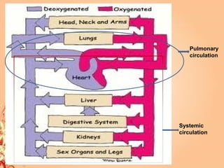 Pulmonary
circulation
Systemic
circulation
 