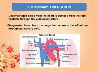 PULMONARY CIRCULATION
- Deoxygenated blood from the heart is pumped from the right
ventricle through the pulmonary artery.
-Oxygenated blood from the lungs then return to the left atrium
through pulmonary vein.
 