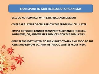 TRANSPORT IN MULTICELLULAR ORGANISMS
-CELL DO NOT CONTACT WITH EXTERNAL ENVIRONMENT
- THERE ARE LAYERS OF CELLS BELOW THE EPIDERMAL CELL LAYER
-SIMPLE DIFFUSION CANNOT TRANSPORT SUBSTANCES (OXYGEN,
NUTRIENTS, CO2 AND WASTE PRODUCTS) TOB THE BODU CELLS.
-NEED TRANSPORT SYSTEM TO TRANSPORT OXYGEN AND FOOD TO THE
CELLS AND REMOVE CO2 AND METABOLIC WASTES FROM THEM.
 