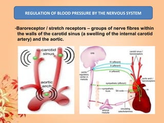 REGULATION OF BLOOD PRESSURE BY THE NERVOUS SYSTEM
-Baroreceptor / stretch receptors – groups of nerve fibres within
the walls of the carotid sinus (a swelling of the internal carotid
artery) and the aortic.
 