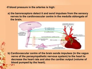 -If blood pressure in the arteries is high:
a) the baroreceptors detect it and send impulses from the sensory
nerves to the cardiovascular centre in the medulla oblongata of
the brain.
b) Cardiovascular centre of the brain sends impulses (in the vagus
nerve of the parasympathetic nervous system) to the heart to
decrease the heart rate and also the cardiac output (volume of
blood pumped by the heart).
 