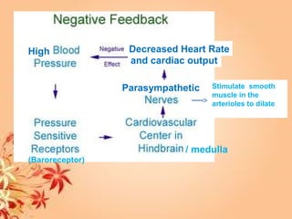 (Baroreceptor)
/ medulla
Parasympathetic
Decreased Heart Rate
and cardiac output
Stimulate smooth
muscle in the
arterioles to dilate
High
 