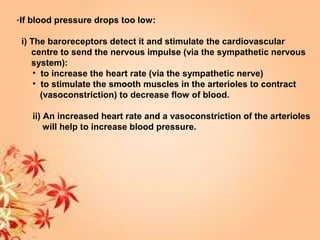 -If blood pressure drops too low:
i) The baroreceptors detect it and stimulate the cardiovascular
centre to send the nervous impulse (via the sympathetic nervous
system):
• to increase the heart rate (via the sympathetic nerve)
• to stimulate the smooth muscles in the arterioles to contract
(vasoconstriction) to decrease flow of blood.
ii) An increased heart rate and a vasoconstriction of the arterioles
will help to increase blood pressure.
 