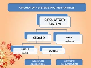 CIRCULATORY SYSTEMS IN OTHER ANIMALS
INCOMPLETE
e.g. amphibians
COMPLETE
e.g. humans, birds
 