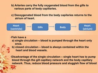 b) Arteries carry the fully oxygenated blood from the gills to
various parts of body capillaries.
c) Deoxygenated blood from the body capilaries returns to the
atrium of heart.
Heart
(ventricle)
Gills Body
Heart
(atrium)
-Fish have a
a) single circulation – blood is pumped through the heart only
once.
b) closed circulation – blood is always contained within the
heart and blood vessels.
-Disadvantage of the single circulation – single heart has to pump
blood through the gill capillary network and the body capillary
network. Thus, reduce blood pressure and sluggish flow of blood
 