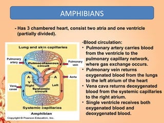 AMPHIBIANS
- Has 3 chambered heart, consist two atria and one ventricle
(partially divided).
-Blood circulation:
• Pulmonary artery carries blood
from the ventricle to the
pulmonary capillary network,
where gas exchange occurs.
• Pulmonary vein returns
oxygenated blood from the lungs
to the left atrium of the heart
• Vena cava returns deoxygenated
blood from the systemic capillaries
to the right atrium.
• Single ventricle receives both
oxygenated blood and
deoxygenated blood.
Pulmonary
artery Pulmonary
vein
Vena
cavae
Aorta
 