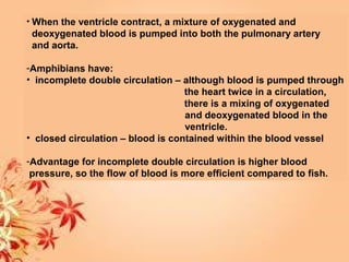 • When the ventricle contract, a mixture of oxygenated and
deoxygenated blood is pumped into both the pulmonary artery
and aorta.
-Amphibians have:
• incomplete double circulation – although blood is pumped through
the heart twice in a circulation,
there is a mixing of oxygenated
and deoxygenated blood in the
ventricle.
• closed circulation – blood is contained within the blood vessel
-Advantage for incomplete double circulation is higher blood
pressure, so the flow of blood is more efficient compared to fish.
 