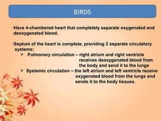 BIRDS
-Have 4-chambered heart that completely separate oxygenated and
deoxygenated blood.
-Septum of the heart is complete, providing 2 separate circulatory
systems:
 Pulmonary circulation – right atrium and right ventricle
receives deoxygenated blood from
the body and send it to the lungs
 Systemic circulation – the left atrium and left ventricle receive
oxygenated blood from the lungs and
sends it to the body tissues.
 