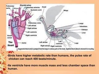 -Birds have higher metabolic rate than humans, the pulse rate of
chicken can reach 400 beats/minute.
-Its ventricle have more muscle mass and less chamber space than
human.
 