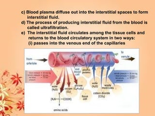c) Blood plasma diffuse out into the interstitial spaces to form
interstitial fluid.
d) The process of producing interstitial fluid from the blood is
called ultrafiltration.
e) The interstitial fluid circulates among the tissue cells and
returns to the blood circulatory system in two ways:
(i) passes into the venous end of the capillaries
 