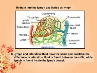 ii) drain into the lymph capillaries as lymph
f) Lymph and interstitial fluid have the same composition, the
difference is interstitial fluid is found between the cells, while
lymph is found inside the lymph vessel.
 