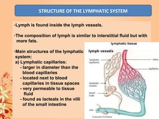 STRUCTURE OF THE LYMPHATIC SYSTEM
-Lymph is found inside the lymph vessels.
-The composition of lymph is similar to interstitial fluid but with
more fats.
-Main structures of the lymphatic
system:
a) Lymphatic capillaries:
- larger in diameter than the
blood capillaries
- located next to blood
capillaries in tissue spaces
- very permeable to tissue
fluid
- found as lacteals in the villi
of the small intestine
 