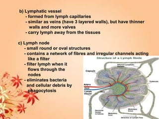 b) Lymphatic vessel
- formed from lymph capillaries
- similar as veins (have 3 layered walls), but have thinner
walls and more valves
- carry lymph away from the tissues
c) Lymph node
- small round or oval structures
- contains a network of fibres and irregular channels acting
like a filter
- filter lymph when it
flows through the
nodes
- eliminates bacteria
and cellular debris by
phagocytosis
 