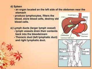 d) Spleen
- an organ located on the left side of the abdomen near the
stomach
- produce lymphocytes, filters the
blood, store blood cells, destroy old
blood cells.
e) Lymph ducts (larger lymph vessel)
- lymph vessels drain their contents
back into the bloodstream
- Thoracic duct (left lymphatic duct)
and right lymphatic duct.
 