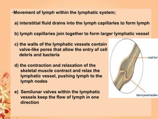 -Movement of lymph within the lymphatic system;
a) interstitial fluid drains into the lymph capillaries to form lymph
b) lymph capillaries join together to form larger lymphatic vessel
c) the walls of the lymphatic vessels contain
valve-like pores that allow the entry of cell
debris and bacteria
d) the contraction and relaxation of the
skeletal muscle contract and relax the
lymphatic vessel, pushing lymph to the
lymph nodes
e) Semilunar valves within the lymphatic
vessels keep the flow of lymph in one
direction
 