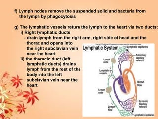 f) Lymph nodes remove the suspended solid and bacteria from
the lymph by phagocytosis
g) The lymphatic vessels return the lymph to the heart via two ducts:
i) Right lymphatic ducts
- drain lymph from the right arm, right side of head and the
thorax and opens into
the right subclavian vein
near the heart
ii) the thoracic duct (left
lymphatic ducts) drains
lymph from the rest of the
body into the left
subclavian vein near the
heart
 