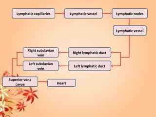 Lymphatic capillaries Lymphatic vessel Lymphatic nodes
Lymphatic vessel
Right lymphatic duct
Left lymphatic duct
Superior vena
cavae Heart
Right subclavian
vein
Left subclavian
vein
 