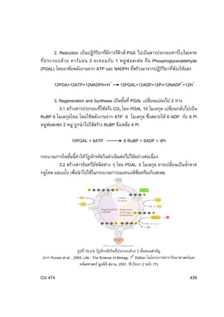 2. Reduction เป็ นปฏิกรยาทีมการรีดวส์ PGA ไปเป็ นสารประกอบคาร์โบไฮเดรต
ิิ ่ ี
ิ
ที่ป ระกอบด้ว ย คาร์บ อน 3 อะตอมกับ 1 หมู่ ฟ อสเฟต คือ Phosphoglyceraldehyde
(PGAL) โดยอาศัยพลังงานจาก ATP และ NADPH ทีสร้างมาจากปฏิกรยาทีตองใช้แสง
่
ิิ ่ ้
12PGA+12ATP+12NADPH+H+

12PGAL+12ADP+12Pi+12NADP++12H+

3. Regeneration and Synthesis เป็ นขันที่ PGAL เปลียนแปลงไป 2 ทาง
้
่
่
3.1 สร้างสารประกอบทีใช้ตรึง CO2 โดย PGAL 10 โมเลกุล เปลียนกลับไปเป็ น
่
RuBP 6 โมเลกุลใหม่ โดยใช้พลังงานจาก ATP 6 โมเลกุล ซึงสลายให้ 6 ADP กับ 6 Pi
่
หมูฟอสเฟต 2 หมู่ ถูกนําไปใช้สร้าง RuBP จึงเหลือ 4 Pi
่
10PGAL + 6ATP

6 RuBP + 6ADP + 4Pi

กระบวนการในขันนี้ทาให้วฎจักรคัลวินดําเนินต่อไปได้อย่างต่อเนื่อง
้ ํ ั
3.2 สร้างสารอินทรียชนิดต่าง ๆ โดย PGAL 2 โมเลกุล อาจเปลียนเป็ นนํ้าตาล
์
่
กลูโคส และแป้ง เพือนําไปใช้ในกระบวนการเมแทบอลิซมหรือเก็บสะสม
่
ึ

รูปที่ 10.2.9 วัฎจักรคัลวินทีประกอบด้วย 3 ขันตอนสําคัญ
่
้
th
(จาก Purves et al. , 2003. Life : The Science of Biology, 7 Edition ในโครงการตําราวิทยาศาสตร์และ
คณิตศาสตร์ มูลนิธิ สอวน. 2551, ชีววิทยา 2 หน้า 77)

CU 474

439

 