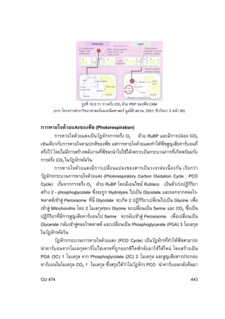 รูปที่ 10.2.11 การตรึง CO2 ด้วย PEP ของพืช CAM
(จาก โครงการตําราวิทยาศาสตร์และคณิตศาสตร์ มูลนิธิ สอวน. 2551, ชีววิทยา 2 หน้า 93)

การหายใจด้วยแสงของพืช (Photorespiration)
การหายใจด้วยแสงเป็ นวัฎจักรการตรึง O2 ด้วย RuBP และมีการปล่อย CO2
เช่นเดียวกับการหายใจตามปกติของพืช แต่การหายใจด้วยแสงทําให้พชสูญเสียคาร์บอนที่
ื
ตรึงไว้ โดยไม่มการสร้างพลังงานทีพชจะนําไปใช้ได้เพราะเป็ นกระบวนการทีเกิดพร้อมกับ
ี
่ ื
่
การตรึง CO2 ในวัฎจักรคัลวิน
การหายใจด้ว ยแสงมีก ารเปลี่ย นแปลงของสารเป็ น วงจรต่ อ เนื่ อ งกัน เรีย กว่ า
วัฎจักรกระบวนการหายใจด้วยแสง (Photorespiratory Carbon Oxidation Cycle ; PCO
ิิ
Cycle) เริมจากการตรึง O2 ด้วย RuBP โดยมีเอนไซม์ Rubisco เป็ นตัวเร่งปฏิกรยา
่
สร้าง 2 - phosphoglycolate ซึงจะถูก Hydrolysis ไปเป็ น Glycolate และออกจากคลอโร่
พลาสต์เข้าสู่ Peroxisome ทีน่ี Glycolate จะเกิด 2 ปฏิกรยาเปลียนไปเป็ น Glycine เพือ
่
ิิ
่
่
เข้าสู่ Mitochondria โดย 2 โมเลกุลของ Glycine จะเปลียนเป็ น Serine และ CO2 ซึงเป็ น
่
่
ปฏิกรยาทีมการสูญเสียคาร์บอนไป Serine จะกลับเข้าสู่ Peroxisome เพื่อเปลียนเป็ น
ิิ ่ ี
่
Glycerate กลับเข้าสูคลอโรพลาสต์ และเปลียนเป็ น Phosphoglycarate (PGA) 3 โมเลกุล
่
่
ในวัฎจักรคัลวิน
วัฎจักรกระบวนการหายใจด้วยแสง (PCO Cycle) เป็ นวัฎจักรทีทาให้พชสามารถ
่ ํ
ื
นํ าคาร์บอนจากโมเลกุลคาร์โบไฮเดรตที่ถูกออกซิไดซ์กลับมาใช้ได้ใหม่ โดยสร้างเป็ น
PGA (3C) 1 โมเลกุล จาก Phosphoglycolate (2C) 2 โมเลกุล และสูญเสียสารประกอบ
่
คาร์บอนในโมเลกุล CO2 1 โมเลกุล ซึงสรุปได้ว่าในวัฎจักร PCO นําคาร์บอนกลับคืนมา
CU 474

443

 