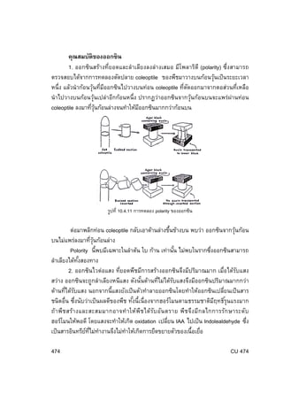 คุณสมบัติของออกซิ น
1. ออกซินสร้างที่ยอดและลําเลียงลงล่างเสมอ มีโพลาริตี (polarity) ซึ่งสามารถ
ตรวจสอบได้จากการทดลองตัดปลาย coleoptile ของพืชมาวางบนก้อนวุนเป็ นระยะเวลา
้
หนึ่ง แล้วนํ าก้อนวุนทีมออกซินไปวางบนท่อน coleoptile ทีตดออกมาจากตอส่วนทีเหลือ
้ ่ ี
่ ั
่
นํ าไปวางบนก้อนวุนเปล่าอีกก้อนหนึ่ง ปรากฏว่าออกซินจากวุนก้อนบนจะแพร่ผ่านท่อน
้
้
coleoptile ลงมาทีวนก้อนล่างจนทําให้มออกซินมากกว่าก้อนบน
่ ุ้
ี

รูปที่ 10.4.11 การทดลอง polarity ของออกซิน

ต่อมาพลิกท่อน coleoptile กลับเอาด้านล่างขึนข้างบน พบว่า ออกซินจากวุนก้อน
้
้
บนไม่แพร่ลงมาทีวนก้อนล่าง
่ ุ้
Polority นี้พบมีเฉพาะในลําต้น ใบ ก้าน เท่านัน ไม่พบในรากซึงออกซินสามารถ
้
่
ลําเลียงได้ทงสองทาง
ั้
2. ออกซินไวต่อแสง ทียอดพืชมีการสร้างออกซินจึงมีปริมาณมาก เมื่อได้รบแสง
่
ั
สว่าง ออกซินจะถูกลําเลียงหนีแสง ดังนันด้านทีไม่ได้รบแสงจึงมีออกซินปริมาณมากกว่า
้
่
ั
ด้านทีได้รบแสง นอกจากนี้แสงยังเป็ นตัวทําลายออกซินโดยทําให้ออกซินเปลียนเป็ นสาร
่ ั
่
ชนิดอื่น ซึงนับว่าเป็ นผลดีของพืช ทังนี้เนื่องจากฮอร์โมนตามธรรมชาติมฤทธิ ์รุนแรงมาก
่
้
ี
ถ้า พืช สร้า งและสะสมมากอาจทํ า ให้พ ืช ได้ร บ อัน ตราย พืช จึง มีก ลไกการรัก ษาระดับ
ั
ฮอร์โมนให้พอดี โดยแสงจะทําให้เกิด oxidation เปลียน IAA ไปเป็ น Indolealdehyde ซึง
่
่
เป็ นสารอินทรียทไม่ทางานจึงไม่ทาให้เกิดการยืดขยายตัวของเนื้อเยือ
์ ่ี ํ
ํ
่
474

CU 474

 