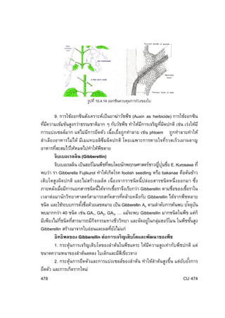 รูปที่ 10.4.14 ออกซินควบคุมการร่วงของใบ

9. การใช้ออกซินสังเคราะห์เป็ นยาฆ่าวัชพืช (Auxin as herbicide) การใช้ออกซิน
ทีมความเข้มข้นสูงกว่าธรรมชาติมาก ๆ กับวัชพืช ทําให้มการเจริญทีผดปกติ เช่น เร่งให้ม ี
่ ี
ี
่ ิ
การแบ่งเซลล์มาก แต่ไม่มการยืดตัว เนื้อเยื่อถูกทําลาย เช่น phloem ถูกทําลายทําให้
ี
ลําเลียงอาหารไม่ได้ มีเมแทบอลิซึมผิดปกติ โดยเฉพาะการหายใจที่รวดเร็วเผาผลาญ
อาหารทีสะสมไว้ให้หมดไปทําให้พชตาย
่
ื
จิ บเบอเรลลิ น (Gibberellin)
จิบเบอเรลลิน เป็ นฮอร์โมนพืชทีพบโดยนักพฤกษศาสตร์ชาวญีปุนชือ E. Kurosawa ที่
่
่ ่ ่
พบว่า รา Gibberella Fujikurol ทําให้เกิดโรค foolish seedling หรือ bakanae คือต้นข้าว
เติบโตสูงผิดปกติ และไม่สร้างเมล็ด เนื่องจากราชนิดนี้ ปล่อยสารชนิดหนึ่งออกมา ซึ่ง
ภายหลังเมือมีการแยกสารชนิดนี้ได้จากเชือราจึงเรียกว่า Gibberellin ตามชือของเชือราใน
่
้
่
้
เวลาต่อมานักวิทยาศาสตร์สามารถสกัดสารทีคล้ายคลึงกับ Gibberellin ได้จากพืชหลาย
่
ั ั
ชนิด และใช้ระบบการตังชือด้วยเลขหมาย เป็ น Gibberellin Ax ตามลําดับการค้นพบ ปจจุบน
้ ่
พบมากกว่า 40 ชนิด เช่น GA1, GA2, GA3, … แม้จะพบ Gibberellin มากชนิดในพืช แต่ก็
มีเพียงไม่กชนิดทีสารมารถมีกจกรรมทางชีววิทยา และจัดอยู่ในกลุ่มฮอร์โมน ในพืชชันสูง
่ี
่
ิ
้
Gibberellin สร้างมาจากใบอ่อนและผลทียงไม่แก่
่ ั
อิ ทธิ พลของ Gibberellin ต่อการเจริ ญเติ บโตและพัฒนาของพืช
1. กระตุ้นการเจริญเติบโตของลําต้นในพืชแคระ ให้มความสูงเท่ากับพืชปกติ แต่
ี
ขนาดความหนาของลําต้นลดลง ใบเล็กและมีสเี ขียวจาง
2. กระตุ้นการยืดตัวและการแบ่งเซลล์ของลําต้น ทําให้ลําต้นสูงขึน แต่ยบยังการ
้
ั ้
ยืดตัว และการเกิดรากใหม่
478
CU 474

 