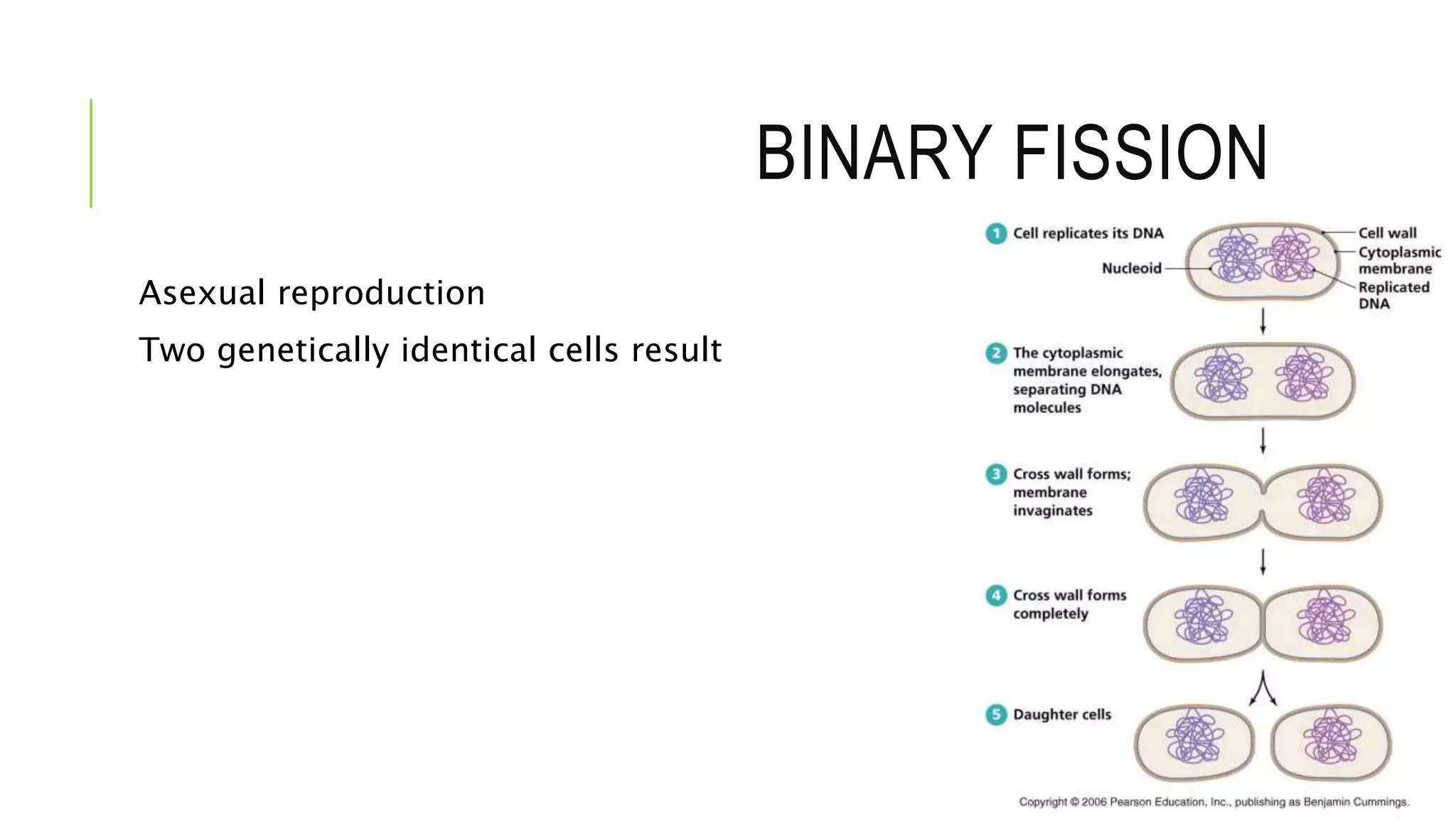 BINARY FISSION
Asexual reproduction
Two genetically identical cells result
 