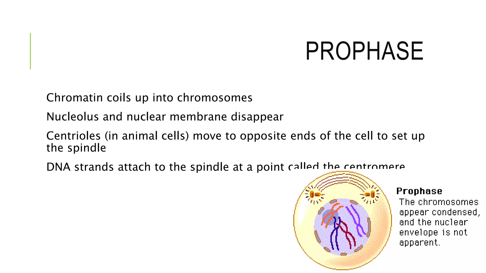 PROPHASE
Chromatin coils up into chromosomes
Nucleolus and nuclear membrane disappear
Centrioles (in animal cells) move to opposite ends of the cell to set up
the spindle
DNA strands attach to the spindle at a point called the centromere
 