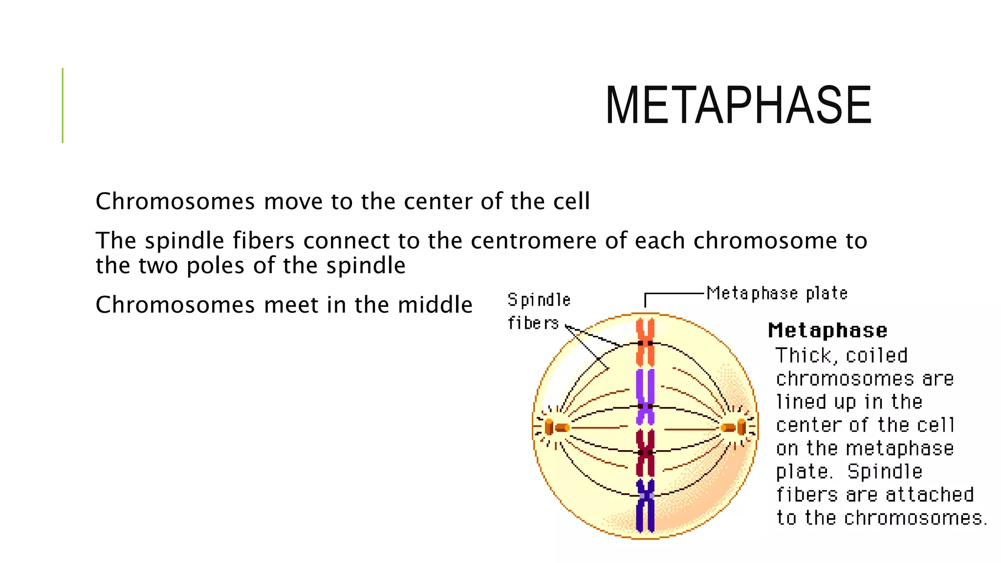 METAPHASE
Chromosomes move to the center of the cell
The spindle fibers connect to the centromere of each chromosome to
the two poles of the spindle
Chromosomes meet in the middle
 