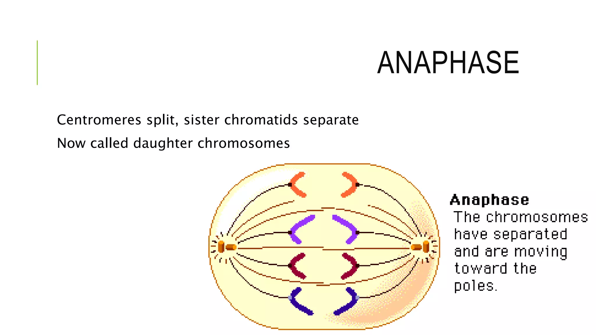 ANAPHASE
Centromeres split, sister chromatids separate
Now called daughter chromosomes
 